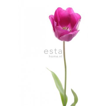 fototapet  tulipan lyserødt og grønt af ESTAhome