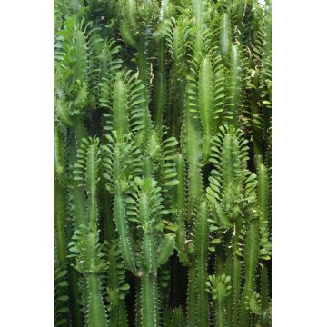fototapet  tropisk jungle kaktus væg tropisk junglegrønt af ESTAhome
