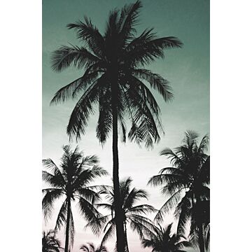 fototapet  palmetræer benzingrønt af ESTAhome