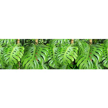selvklæbende  tapetbort tropiske jungleblade grønt af Sanders & Sanders