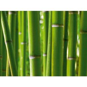 fototapet  bambus grønt fra Sanders & Sanders