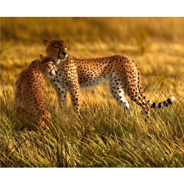 fototapet  leopard beige af Sanders & Sanders