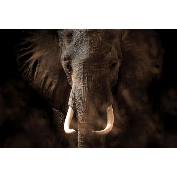 fototapet  elefant mørkebrunt af Sanders & Sanders