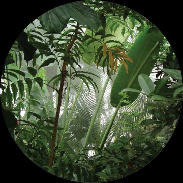 selvklæbende fototapet rundt tropiske jungleblade grønt af Sanders & Sanders