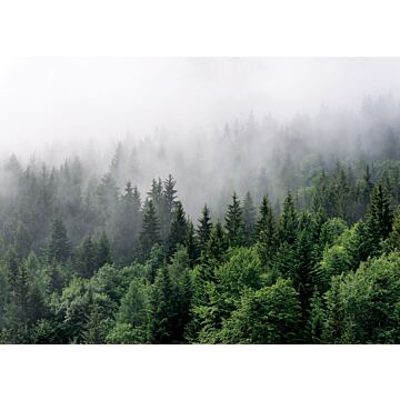 fototapet  bjerglandskab med træer grønt af Sanders & Sanders