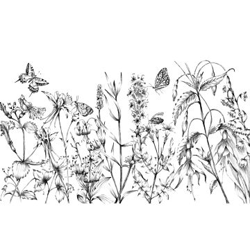 fototapet  Butterfly Field sort og hvidt af Komar