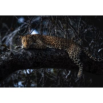 fototapet  Panthera sort af Komar