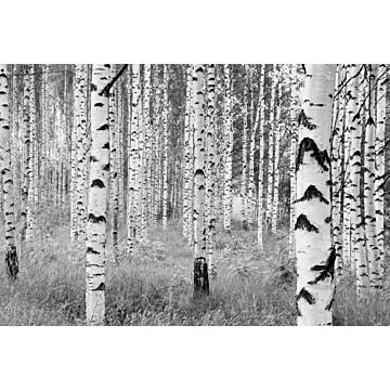 fototapet  Woods sort og hvidt af Komar