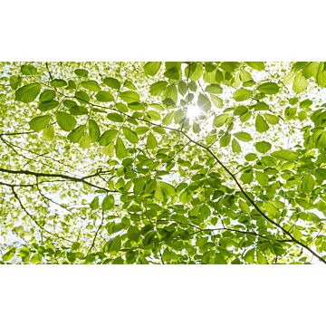 fototapet  forårsskov grønt af Sanders & Sanders